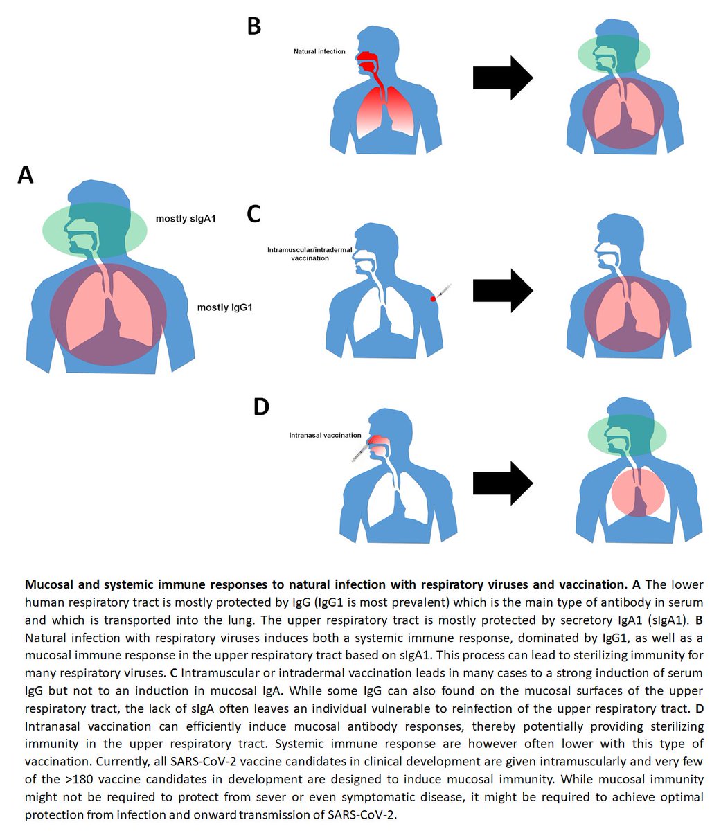 120)...onward transmission of the virus. Natural infection or live attenuated vaccines induce mucosal immunity and live attenuated vaccines might be much better in inducing sterilizing immunity in the upper respiratory tract. By not developing live attenuated vaccines we....