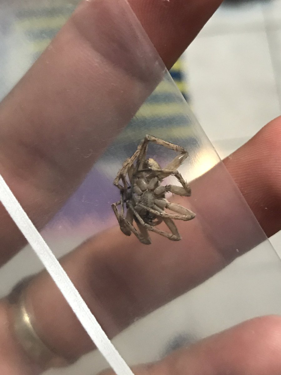 marlonlopp's tweet photo. Hola, @Arachno_Cosas, qué tipo de araña es esta? La maté hoy en mi cuarto. Saludos!! https://t.co/fOUT7au754