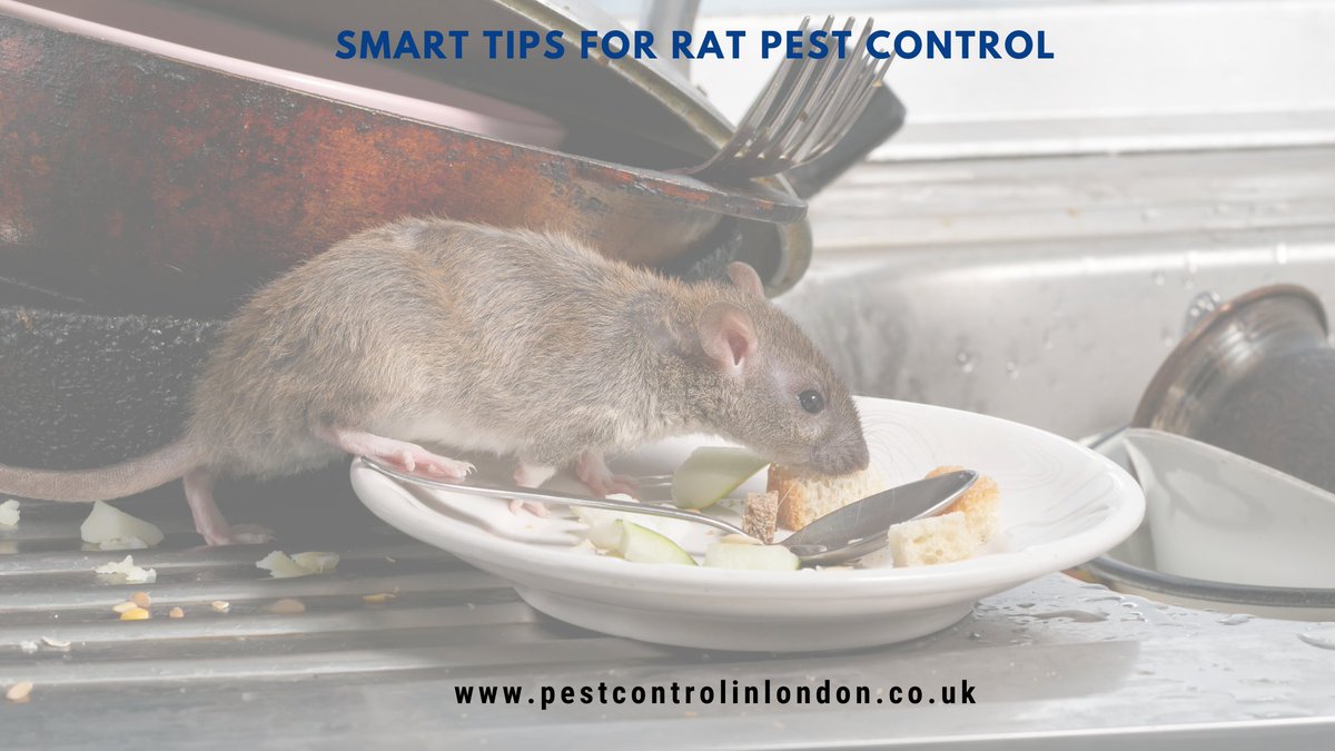 pestcontrolluk's tweet image. Smart tips for rat pest control

#ratpestcontrol #pestremoval #commonpest #ratpestcontrollondon #pestexterminators #UK

pestcontrolinlondon.co.uk/rat-pest-contr…