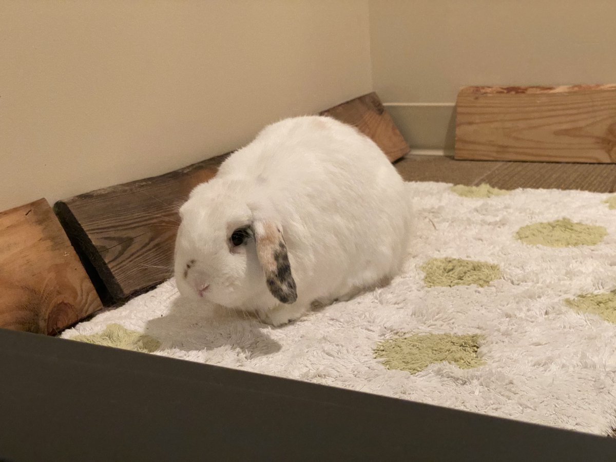 They love their new mat