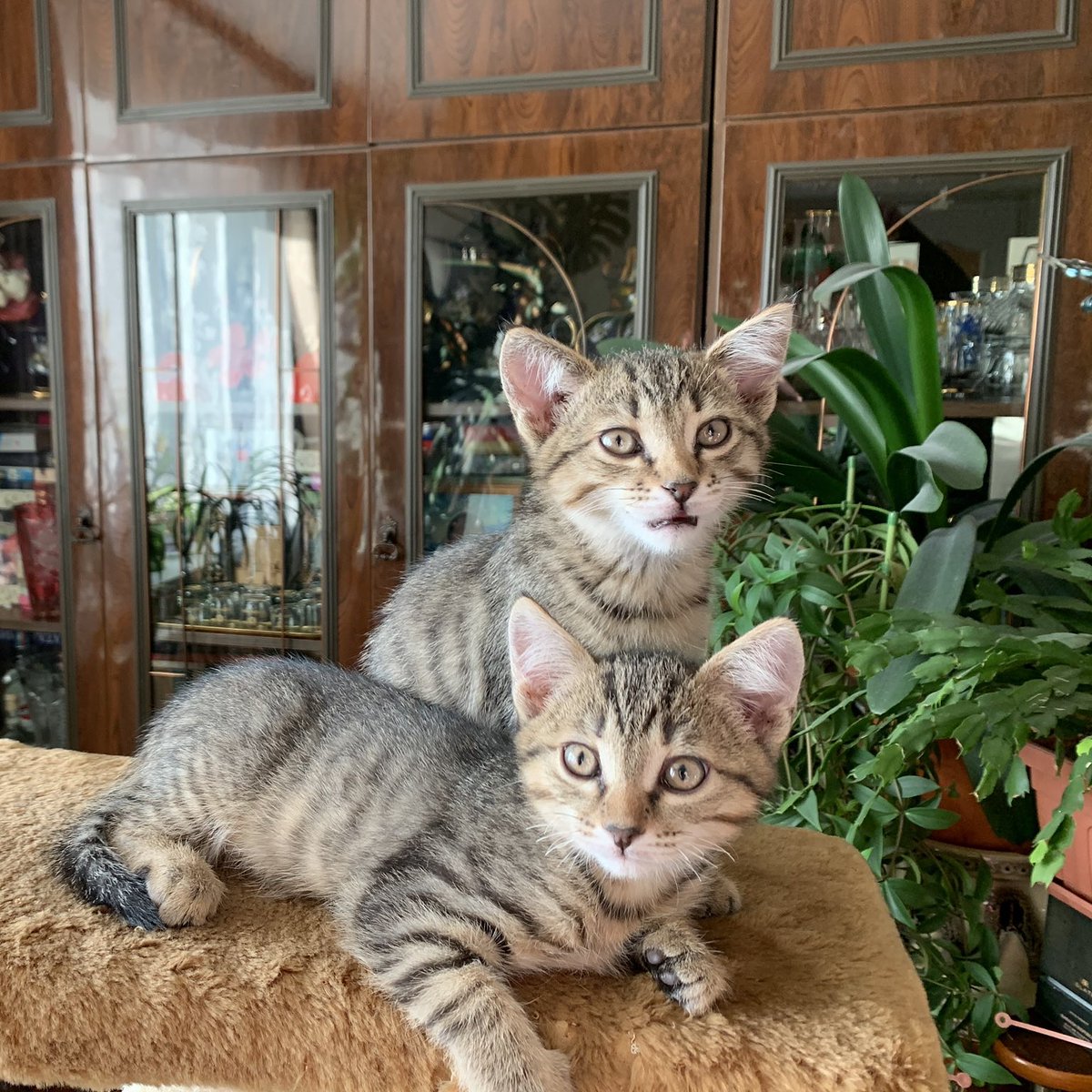 _Them__'s tweet image. ЕКБ! Котята ищут себе новый дом с любящими хозяевами! У себя оставить не можем из-за кошки:( 
Мальчики, 2 месяца. Кушают как сухой корм так и пищу со стола, в еде не привередливы. К лотку приучены. Ласковые, игривые)
По всем вопросам в ДМ
Прошу максимальный RT
#ищудом #котята