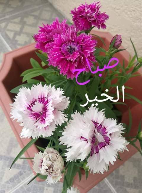 من أثمن كنوز الدنيا قلوب تدعو لبعضها بالخير ( اللهم أغفر لمن أحبهم فيك  وبارك في أيامهم  ، وطيب لسانهم بذكرك ، وأرزقني وإياهم الفردوس الاعلى من جنتك