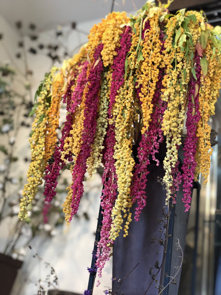 花 暮 綺麗な アマランサス スパイダー 入荷してます