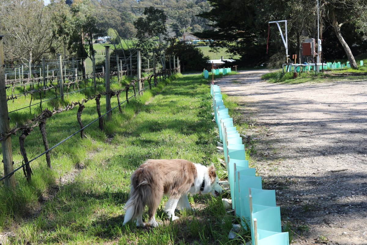 Retallack Viticulture and Ecology tweet media