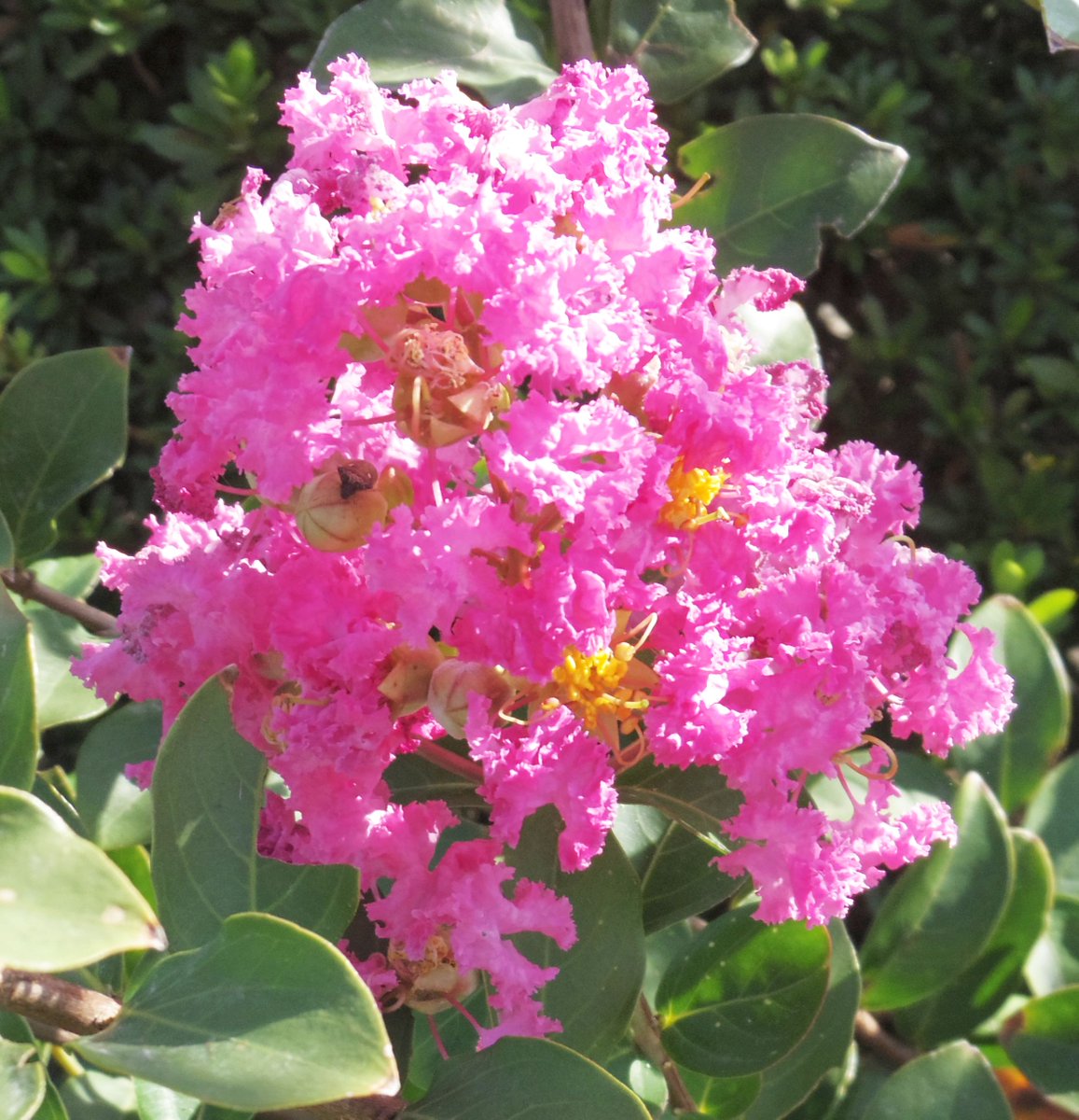 こころんグリーン 近所の空き地に サルスベリが咲いていました 最後の一輪の花が開いていました ピンクのフリフリの花も今年は最後でしょうか サルスベリ 一輪の花 ピンク フリフリの花 初秋 初秋の花 園芸品種 樹木 園芸 ガーデニング こころんグリーン 近所の空き地に サルスベリが咲いていました 最後の一輪の花が開いていました ピンクのフリフリの花も今年は最後でしょうか サルスベリ 一輪の花 ピンク フリフリの花 初秋 初秋の花 園芸品種 樹木 園芸 ガーデニング