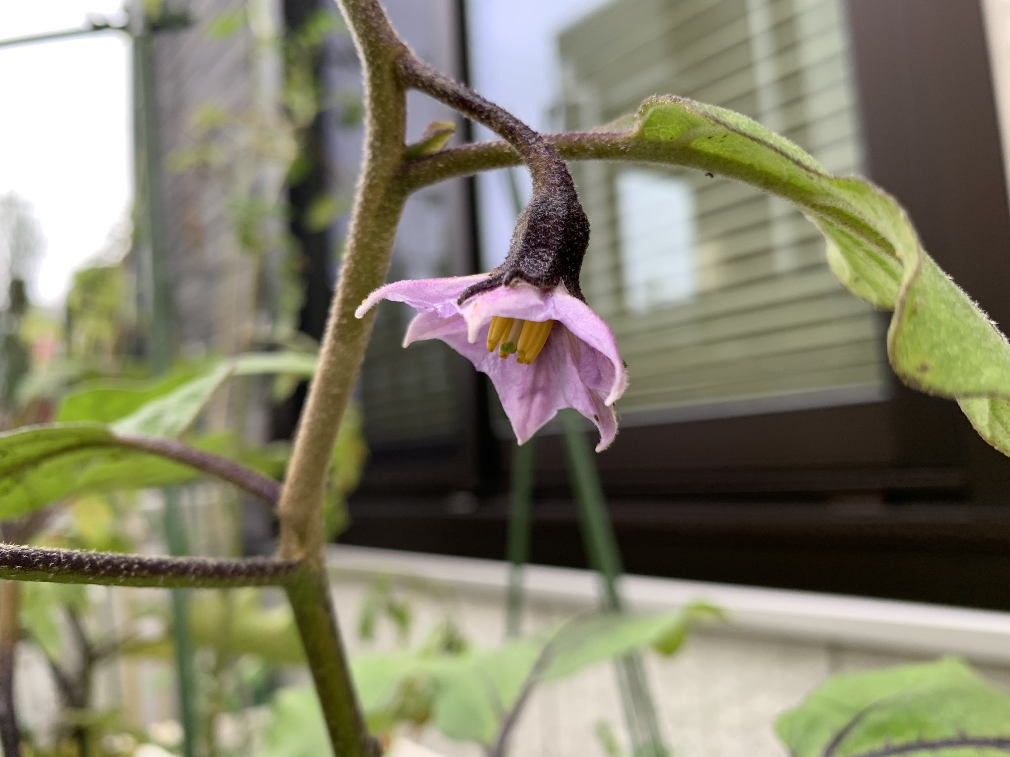 えいようし 肥料屋さんの逆襲 よく見るとナスの花も綺麗ですねー 見ているようで 見てなかった 笑 家庭菜園 プランター菜園 なす 液肥 液体肥料 肥料 ナスの花 T Co Pwsxcwilvl Twitter