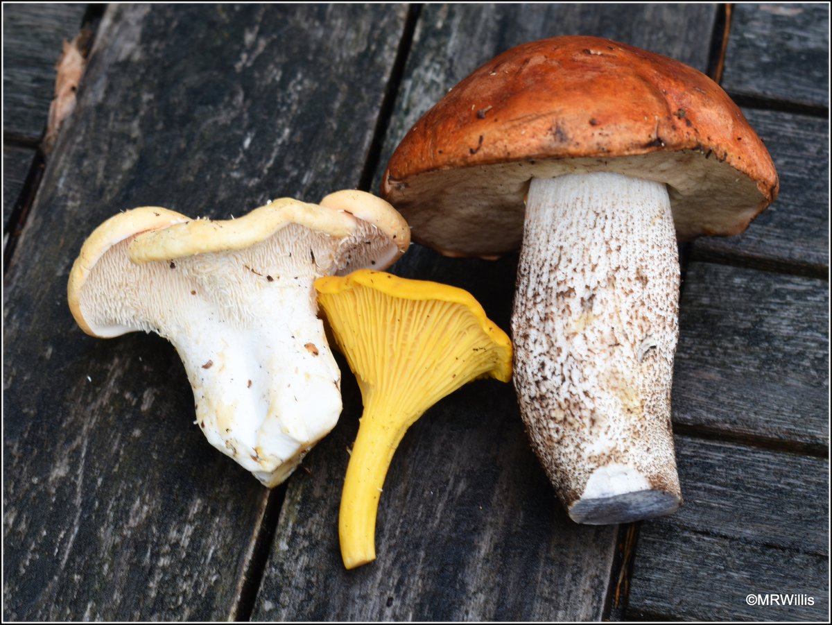 Marksvegplot's tweet image. Another harvest of delicious wild mushrooms! There are Hedgehogs (Hydnum repandum), Chanterelles (Cantharellus cibarius) and a lone Orange Oak Bolete (Leccinum aurantiacum).