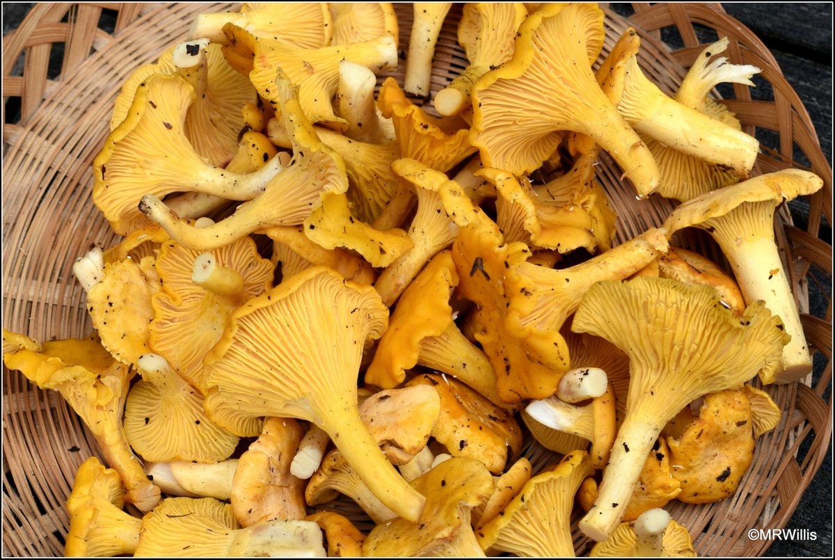 Marksvegplot's tweet image. Another harvest of delicious wild mushrooms! There are Hedgehogs (Hydnum repandum), Chanterelles (Cantharellus cibarius) and a lone Orange Oak Bolete (Leccinum aurantiacum).