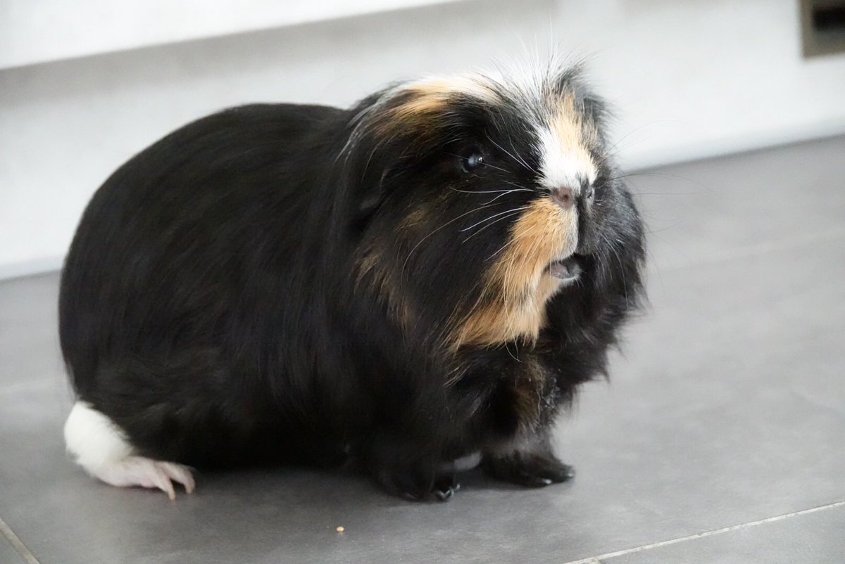 Hi everyone, guess what? Today is my 7th birthday. I’m hoping for lots of extra cuddles and snac! #originalTufty #cremeeggpigwig #birthdaypig #hintofwhitepantaloon 
🎂 🎉