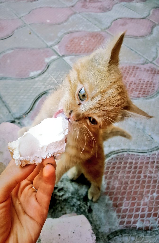 هَویج tweet media