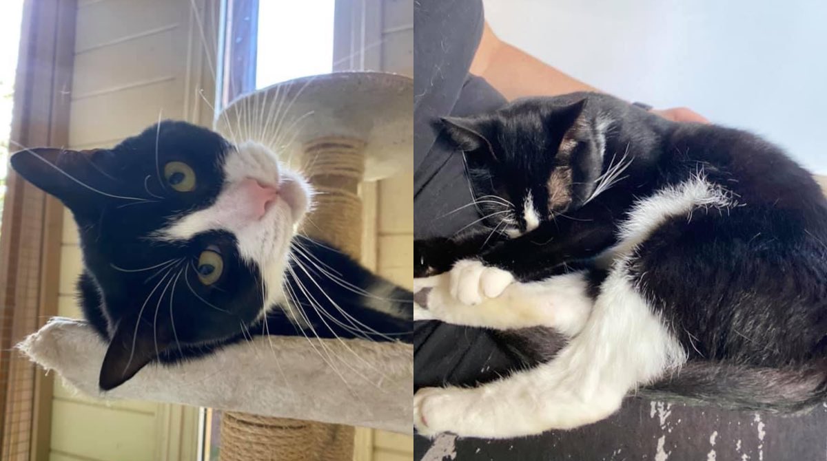 Hodge is enjoying his last #Caturday before he goes to his #foreverhome next week where there’ll be attention and fuss galore waiting for him! If you’re not familiar with Hodge’s story so far you can read about it on our website. catcuddles.org.uk/news-articles/… 🖤