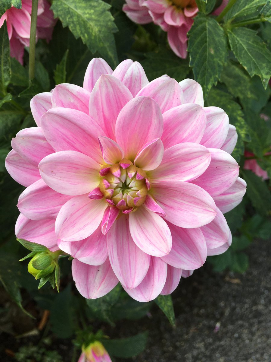 barbosavl's tweet photo. Autumn is here but there are still some signs of summer about, like these beauties I saw while running a couple of days ago #Flowers #garden #nature #flowerphotography #scenicroute #scenicrun #GoodMorning https://t.co/ihFpgkWuJu