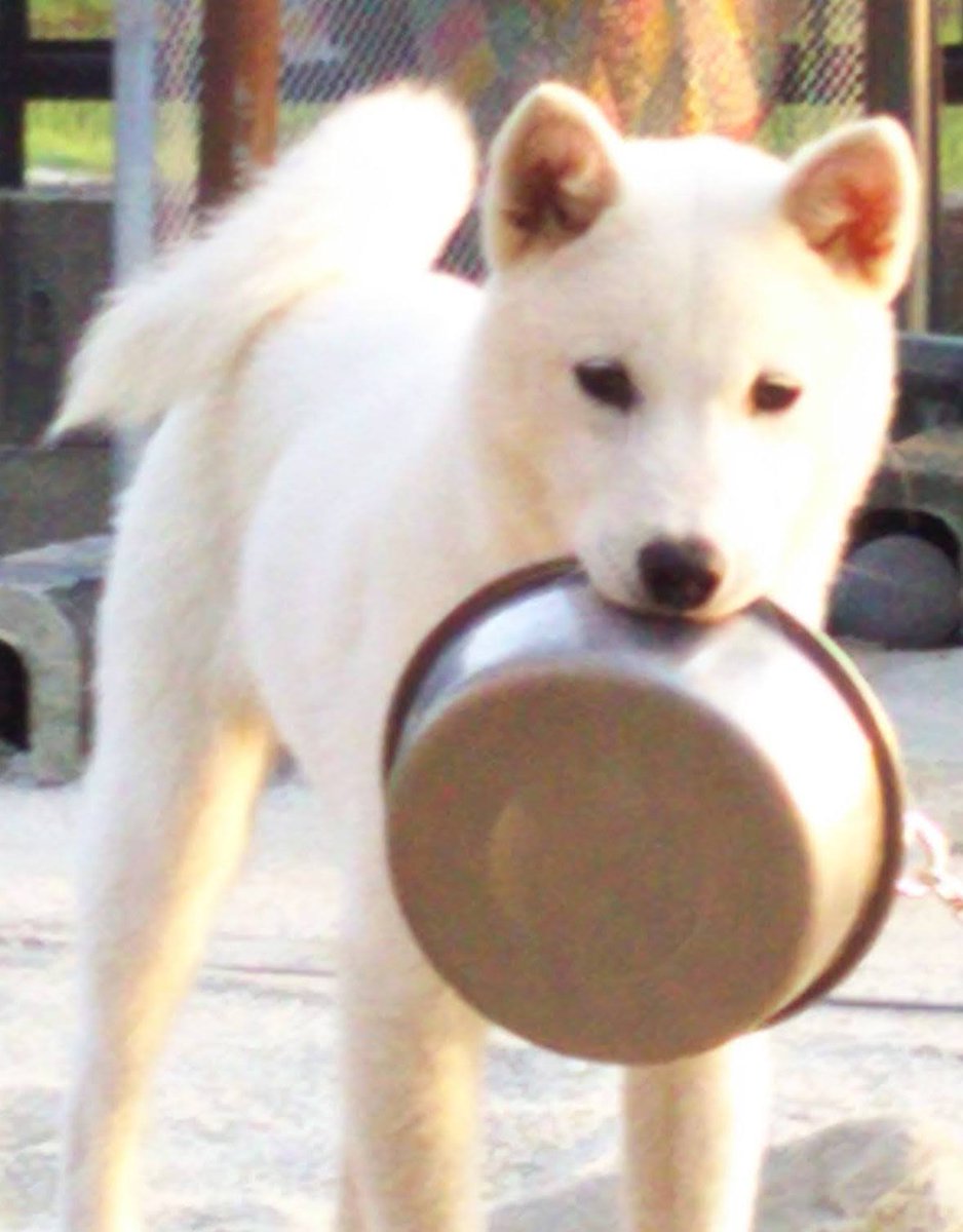 この世の全てのサツマイモをあげたい お皿をくわえてお芋を待機するワンコが可愛すぎる 爆睡してたのに Togetter
