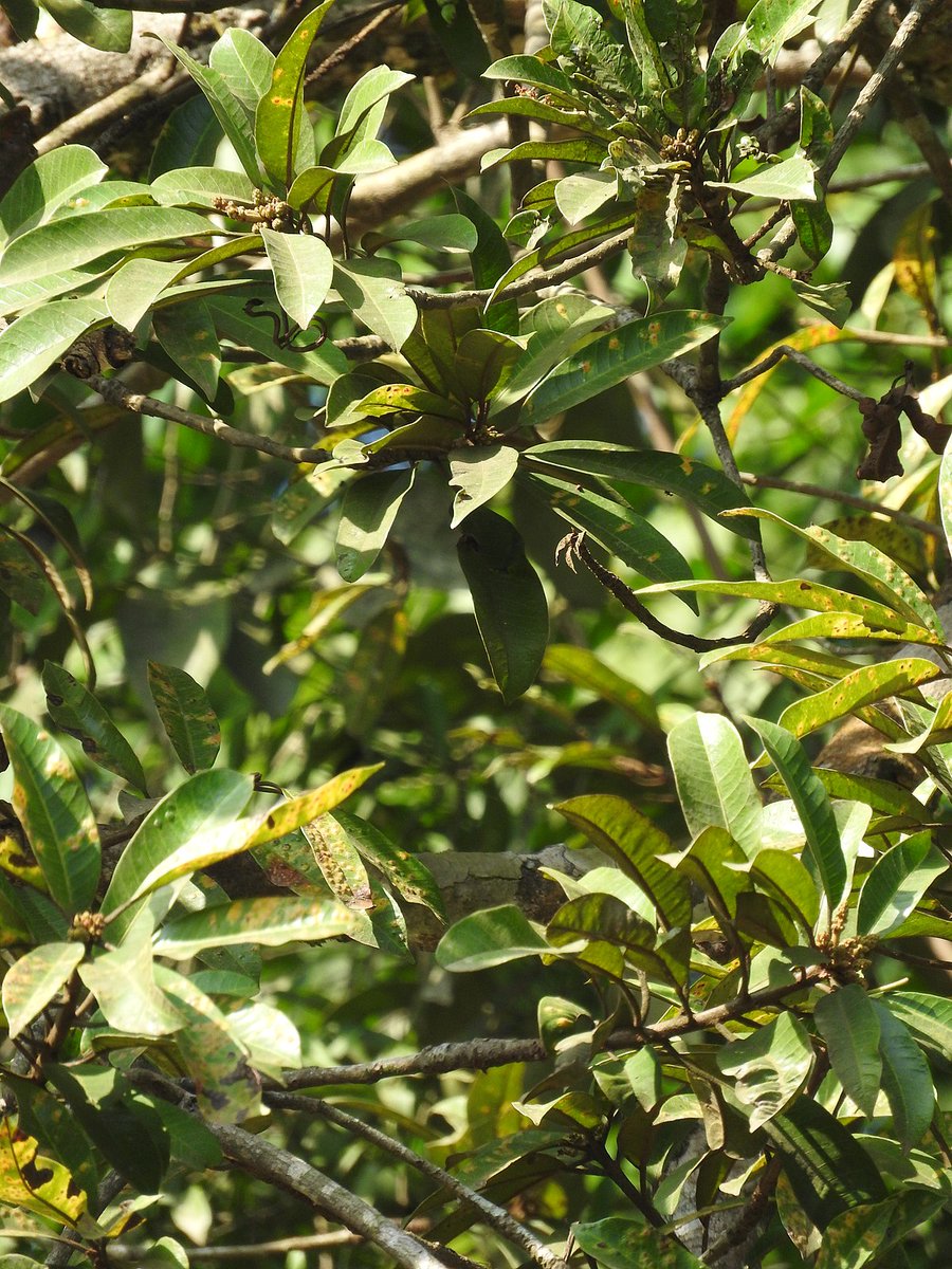 JNTBGRI efforts to conserve CR & endemic,evergreen tree Buchanania barberi has been included as a case study in the Plant Conservation Report published by CBD & BGCI.A mark of international acceptance, indeed! thehindu.com/news/national/…