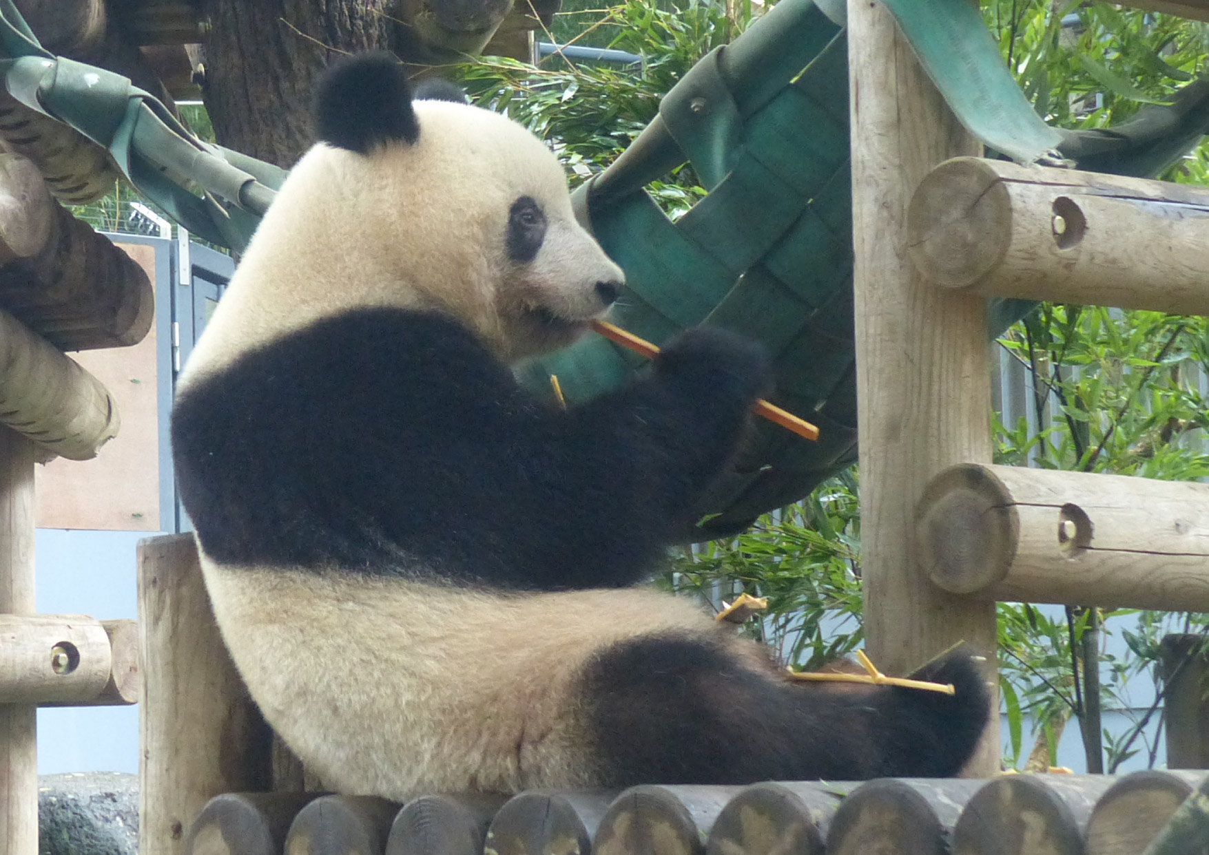上野動物園 公式 しっぽ が後ろに出るのは においづけ 肛門の横にある分泌腺をこすりつける をするとき このときは前足が地面についていますよ ジャイアントパンダ T Co Mircvkymtq Twitter