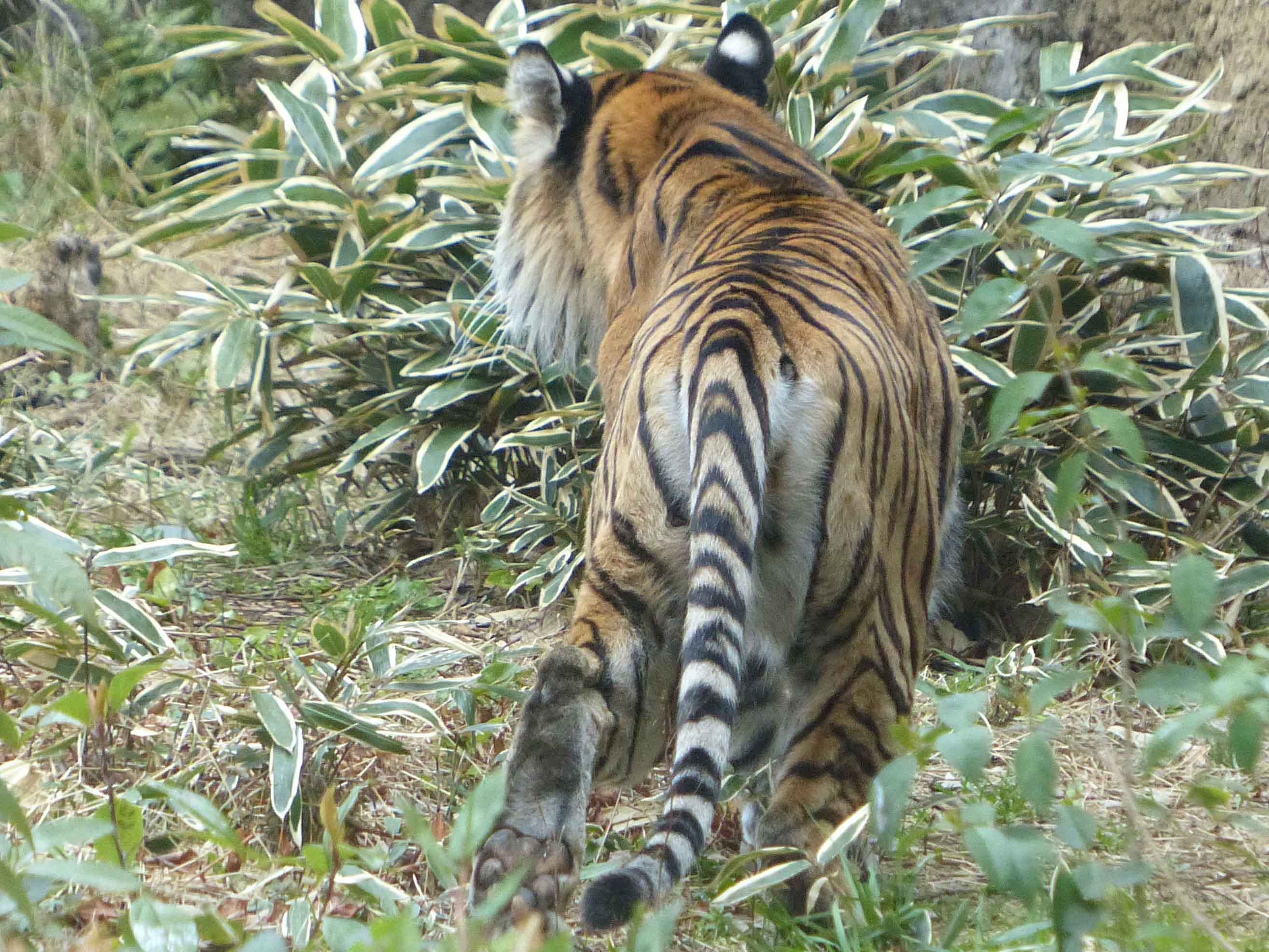 上野動物園 公式 スマトラトラ の しっぽ は 複雑なしまもよう 体と同じ複雑なしまもようのしっぽ このもようで繁みにまぎれ そっと獲物に近づきます もようは個体によってちがう T Co Atccmdhql5 Twitter
