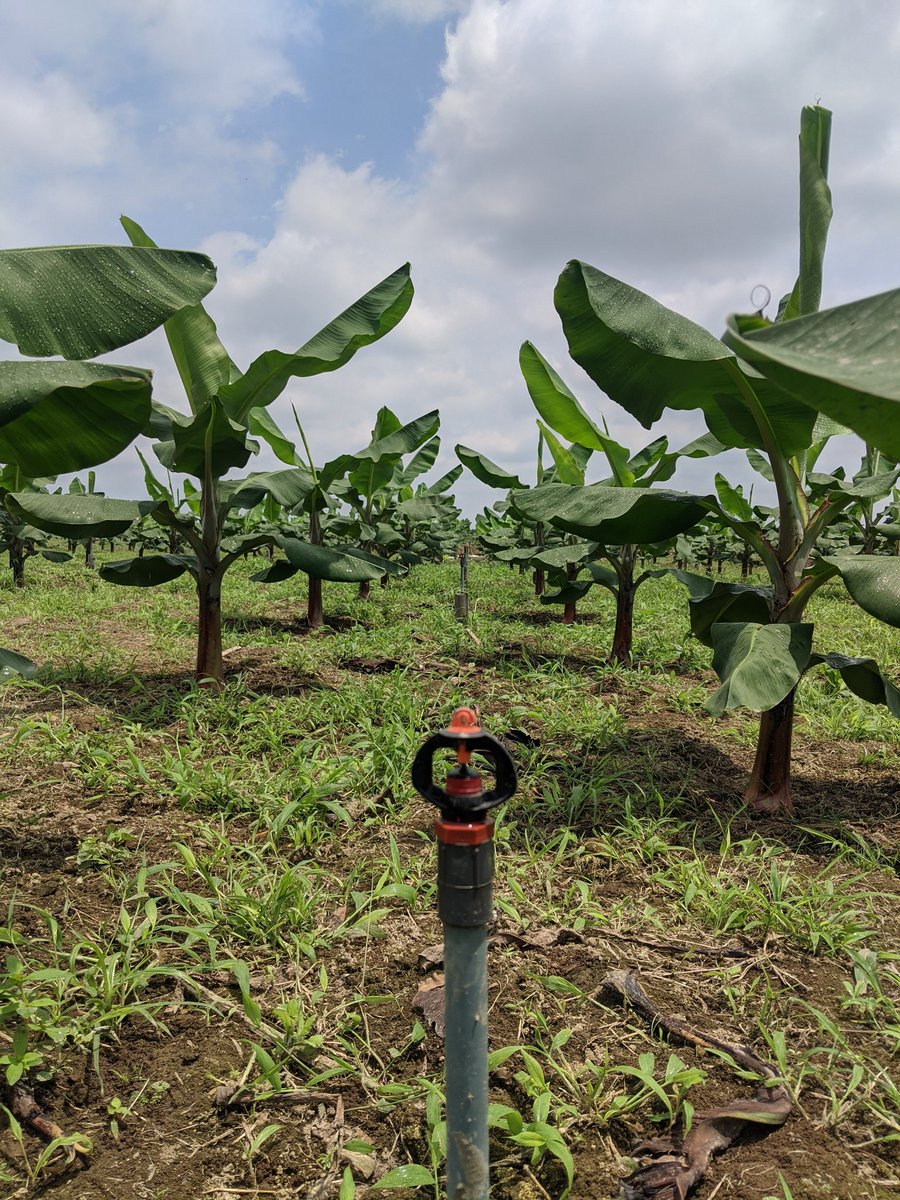 ecobisec's tweet photo. Diseños de plantaciones bananeras #banano #doblehilera #microaspersion #gyronet #Ecuador 🍌🇪🇨 https://t.co/jDz6bgIosz