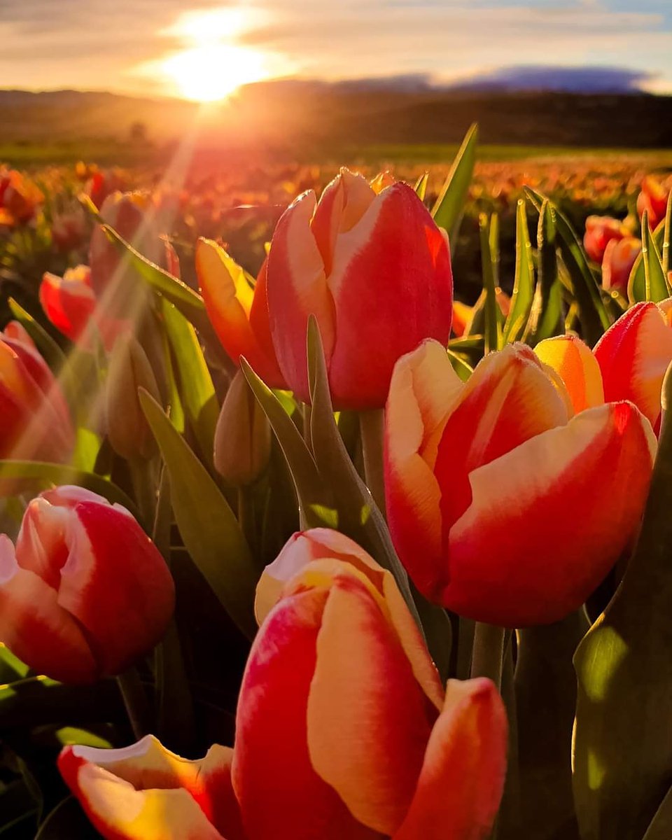 Por muy oscura que sea la noche, siempre hay un amanecer.
Gracias a los que nos iluminan cada día, y nos ofrecen su mano para seguir.
Feliz fin de semana 🌷🌷#parkinson
#SinCienciaNoHayFuturo