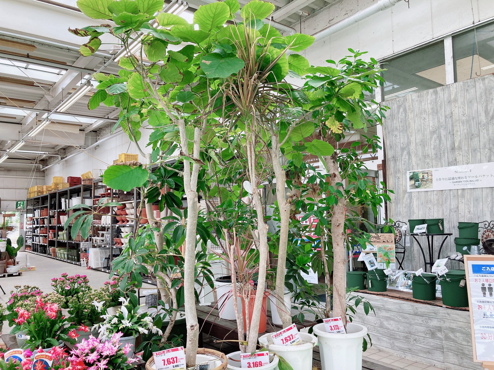 木の下まこと ナフコには大型の観葉植物がありました T Co Zhq40rkjy8 Twitter 木の下まこと ナフコには大型の観葉植物がありました T Co Zhq40rkjy8 Twitter