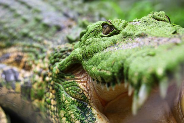 Honestly Inquisition's Jaws of Hakkon missed a major opportunity to have one/multiple giant crocodiles in the rivers. Could you imagine? Everything's already pretty overgrown. Instead of the spiders or Hakkonites the Inquisition runs into this giant beast covered in plants, like: