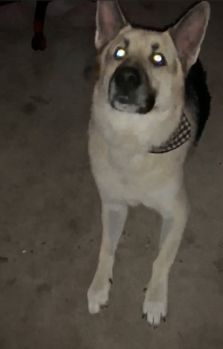 <a href="/whatsuptucson/">Whats Up Tucson</a> Lost mid sized german shepherd. He goes by carti and is very friendly. plz dm if you know anything. 🥺