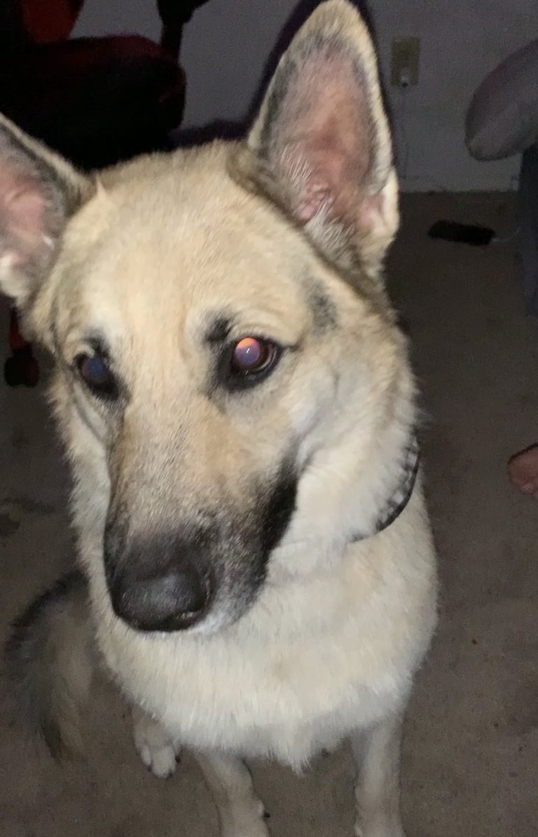 mohammadkaseem5's tweet photo. @whatsuptucson Lost mid sized german shepherd. He goes by carti and is very friendly. plz dm if you know anything. 🥺 https://t.co/TW89jUSkRH