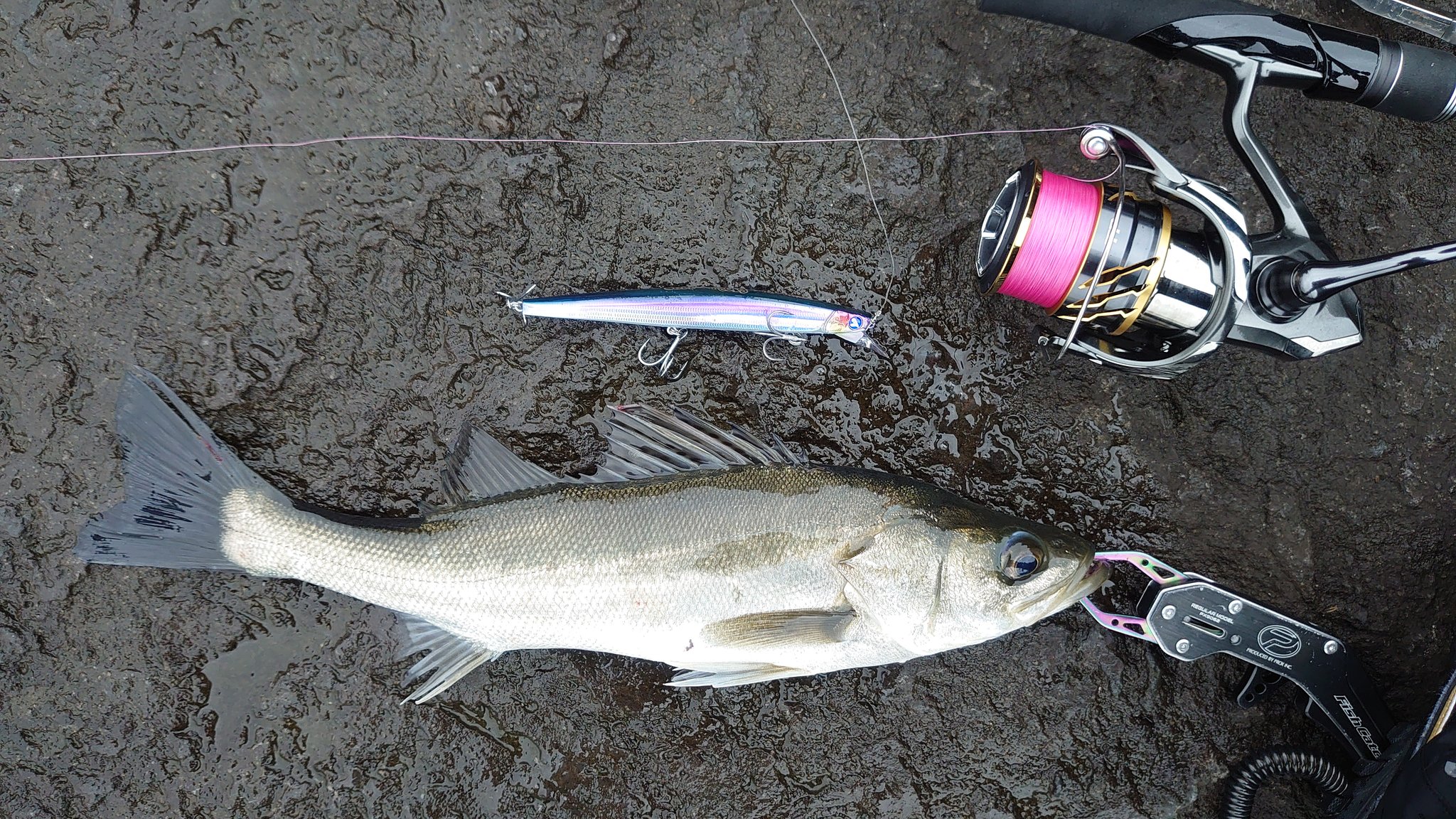 Eisu 9 26 若洲海浜公園 曇り時々雨 人工磯 釣果 シーバス15キャッチ2バラし サイズ 35 62cm 日の出時刻も太陽は顔を出さず 鉄板バイブよりもブレードの付いたルアーに反応が良かったです カラーはチャートやキャンディが中心でした 5連続キャッチした
