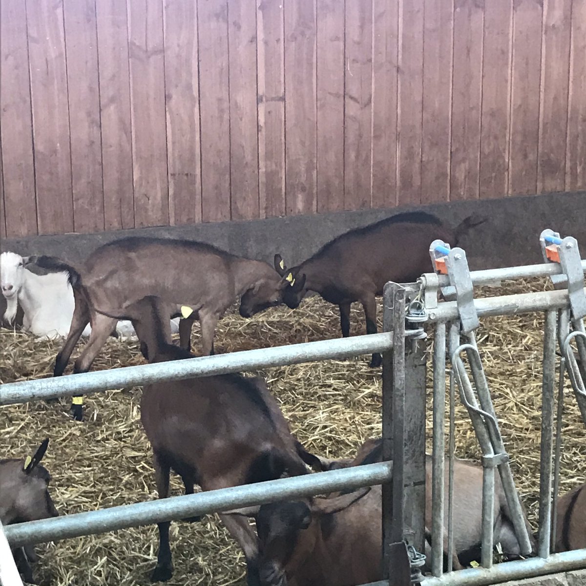 🔵 Après 6 années d’études d’ingénieur pas très « excitantes », me voilà enfin dans une formation qui a du sens : 1 année de CS Caprin 🐐 avec 35 semaines en exploitation !

Je n’ai jamais été aussi heureux. ☺️