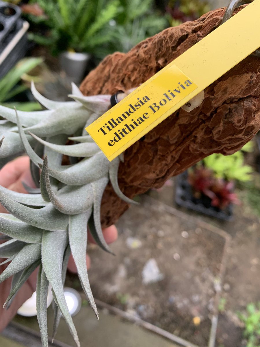 Tillandsia edithiae ボリビア産
真っ赤な赤花です。

#keisbromeliads
#tillandsias 
#tillandsialover 
#ティランジア