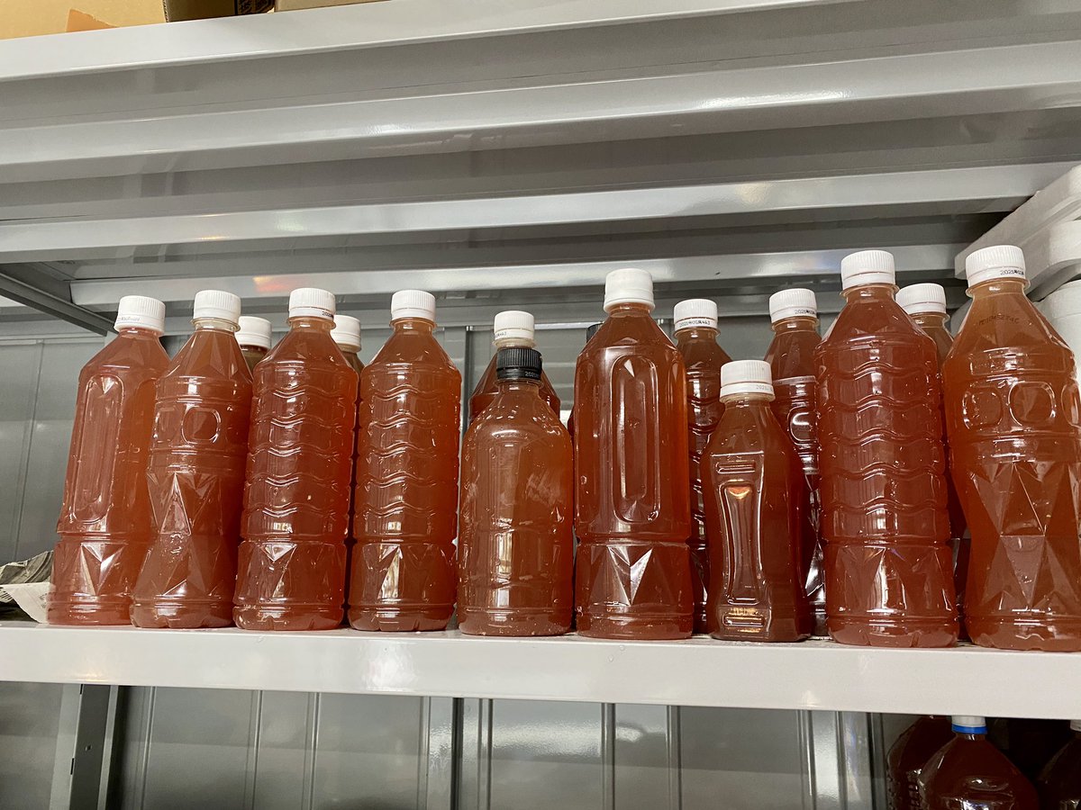 忘却の翼メダカ