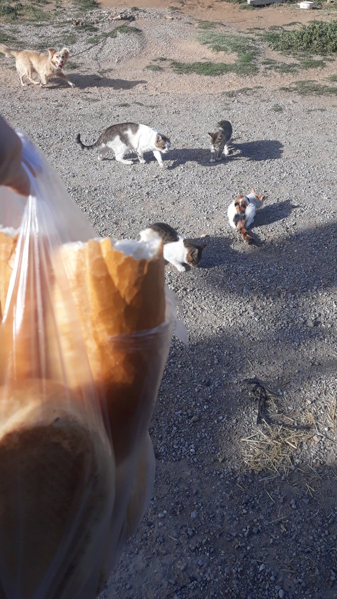 Sabah haracı sjdjjdidijff yoksa eve çıkamıyorum