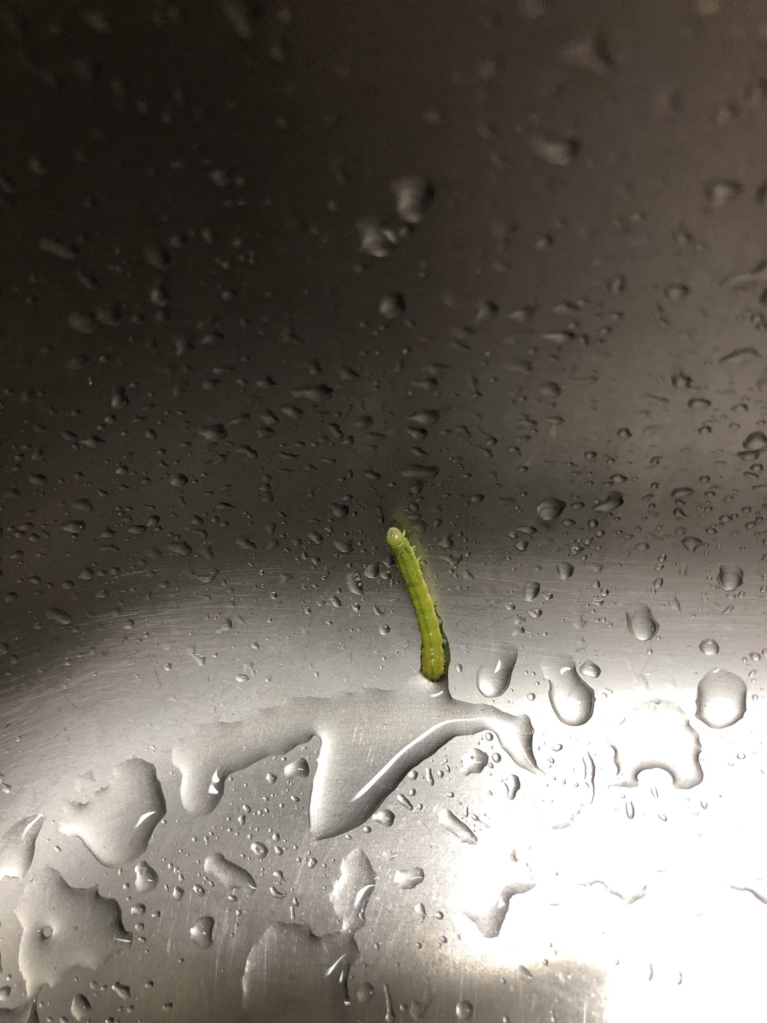 沖田杏梨 Anri Okita 毛虫 君とカメムシ2匹君 写真忘れ すごいよ 昨日インゲン貰って 野菜室に保管 今日水でガシガシあらってそのあと貝パウダー水に晒す 半分茹でて熱湯 流してまたシンク見に行ったら毛虫くんがいた あの熱湯をくぐり抜けたの なんの