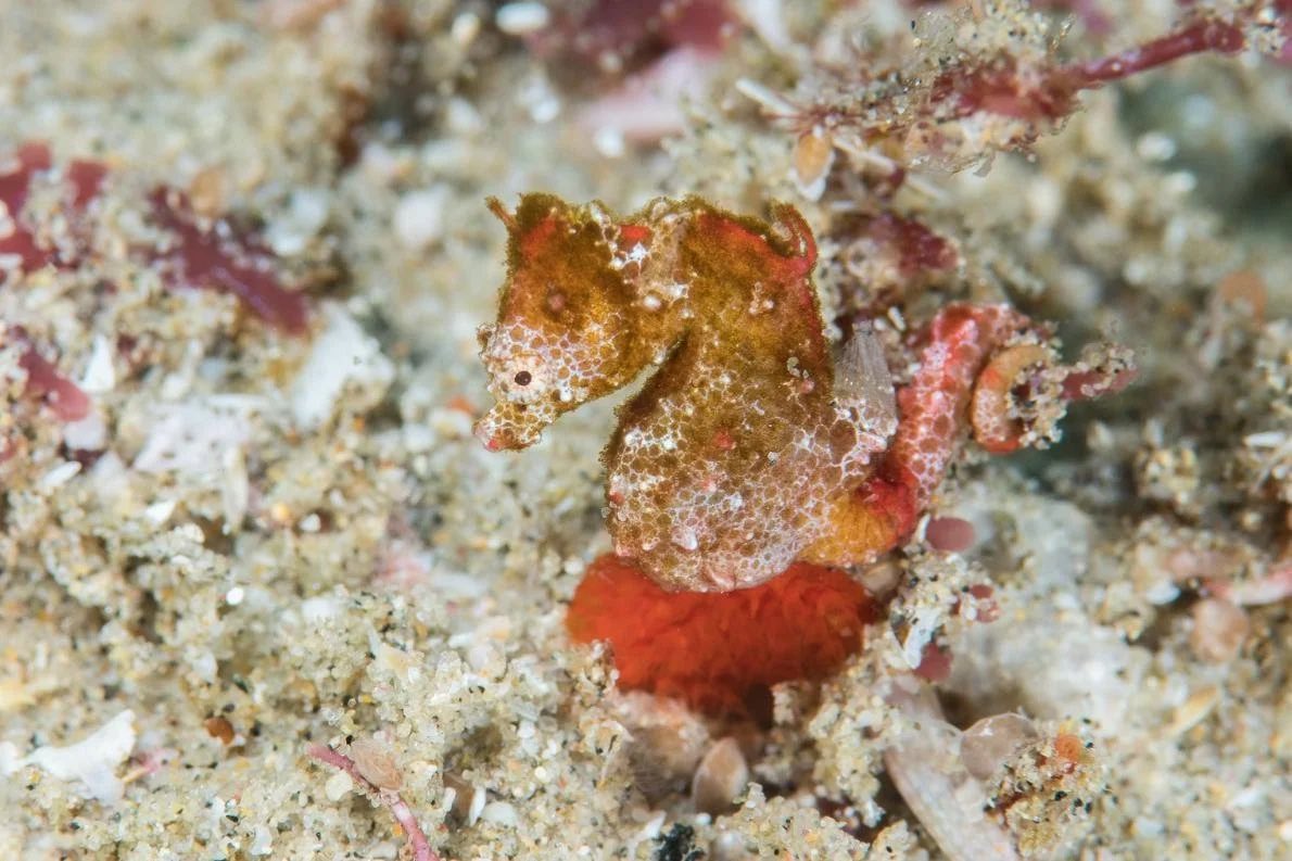  @PointCounterpt African Pygmy Seahorse