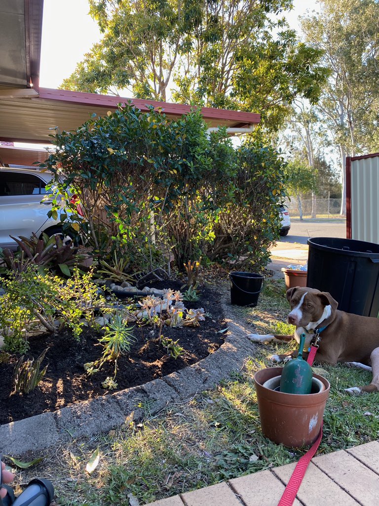 graceellyn_'s tweet photo. gardening w/ the pup 🌞 https://t.co/m70nZ6AsYz