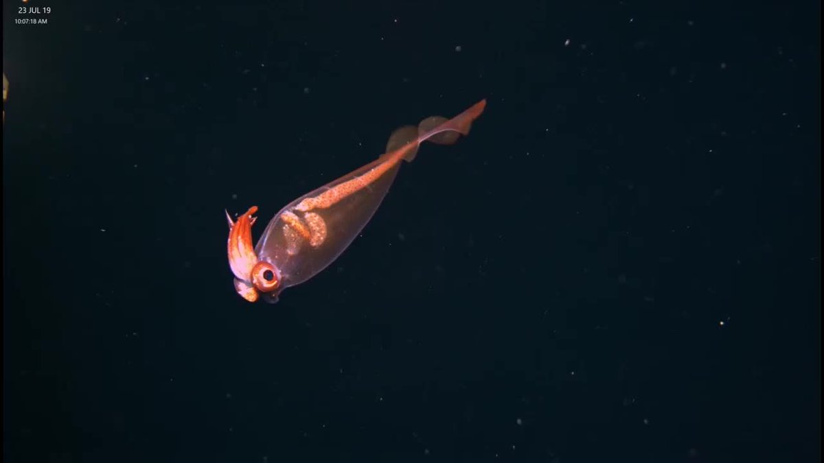  @witchyMishi Cuckatoo squid