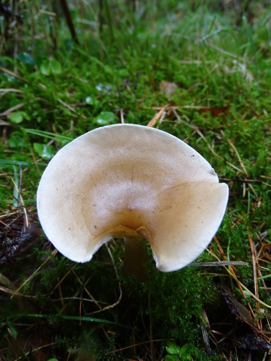 Toadstools in the rain  🌧️🍄 #toadstools #mushrooms #funghi #fungi #mycology #mushroomhunters #sulphurtofts #woodland #walking #rain #wetdays #autumn #yorkshirewolds #lovewhereyoulive