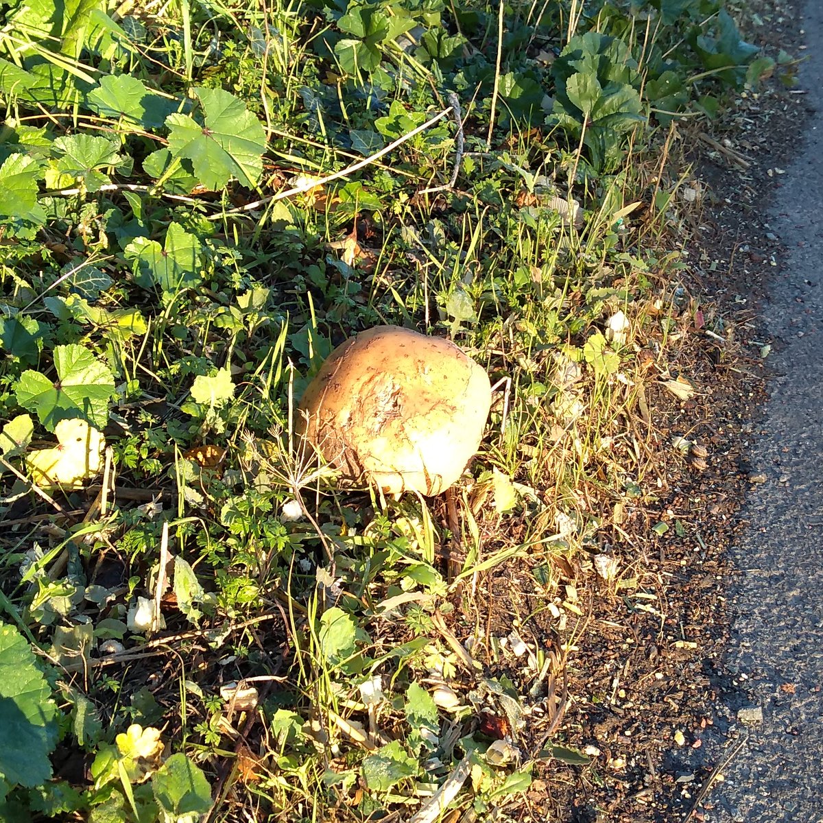 We had a good frost overnight, which also coincides with the annual potato migration.Mostly, the potatoes use farm approved transport, rattling along the road in lorries singing raucous potato songs of their own devising...