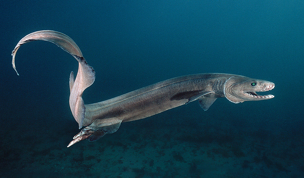  @jim468715621 Frilled shark