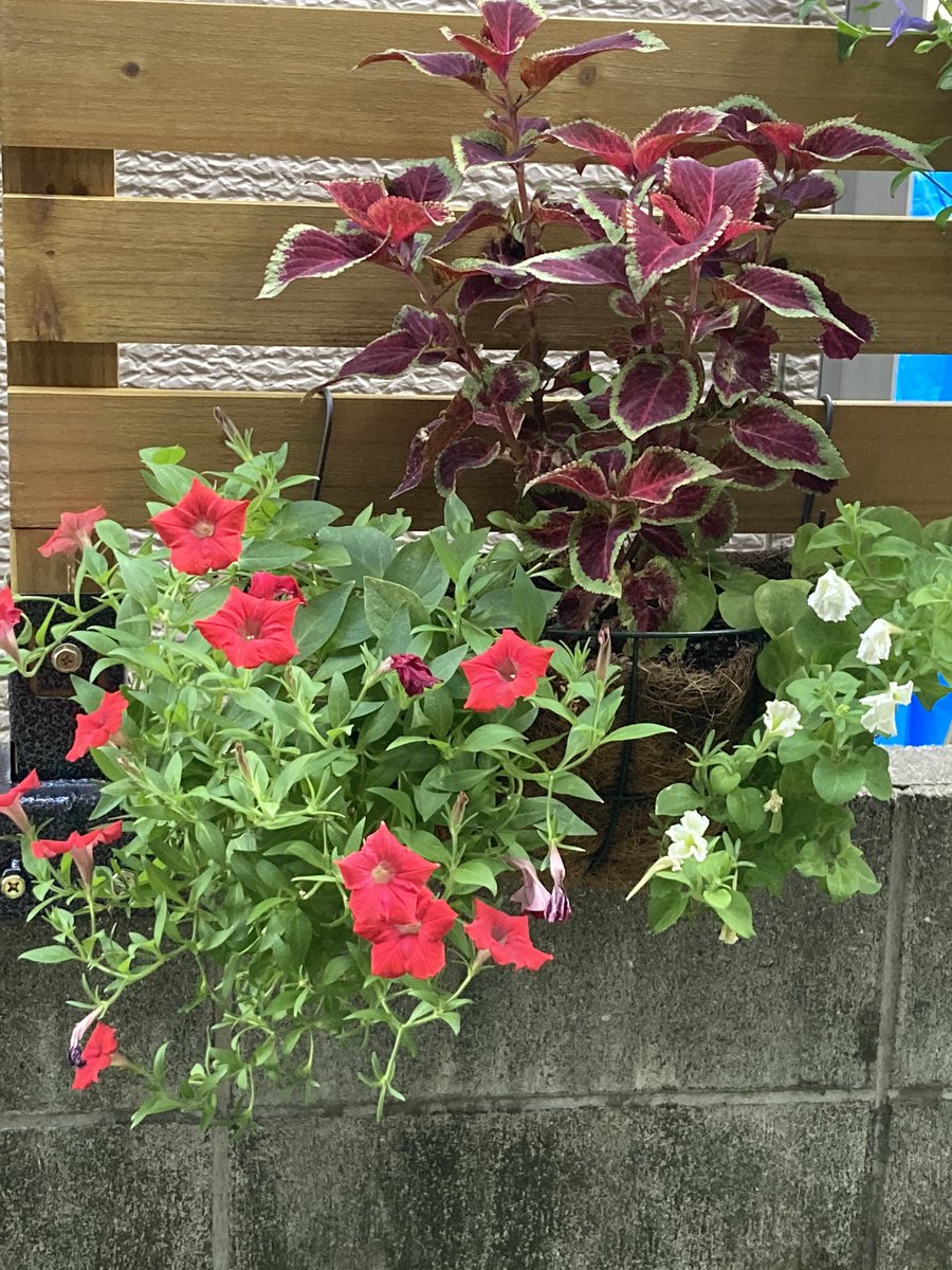 あしたば 真夏を乗り越えたサフィニアの花色がほんとに綺麗で癒される 園芸歴4ヶ月 お高いだけあってブランド苗はお花が長く楽しめると分かった 写真は挿し芽で増やしたものですが 違いが歴然です 左サントリーのサフィニア 右 98円の あしたば 真夏を乗り越えたサフィニアの花色がほんとに綺麗で癒される 園芸歴4ヶ月 お高いだけあってブランド苗はお花が長く楽しめると分かった 写真は挿し芽で増やしたものですが 違いが歴然です 左サントリーのサフィニア 右 98円の