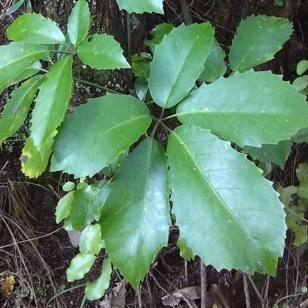 The easiest way to tell whauwhaupaku/five finger (Pseudopanax arboreus) and houpara/coastal five finger (Pseudopanax lessonii) apart are by how houpara's leaflets join in the middle, while whauwhaupaku leaflets are on stalks.