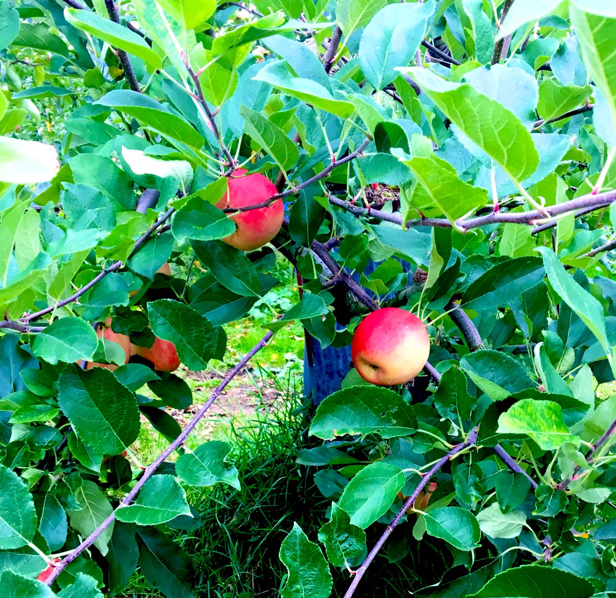 りんご狩りたのしかった タカシナ観光果樹園 敬告 うやまつ 歌姫29 16のイラスト