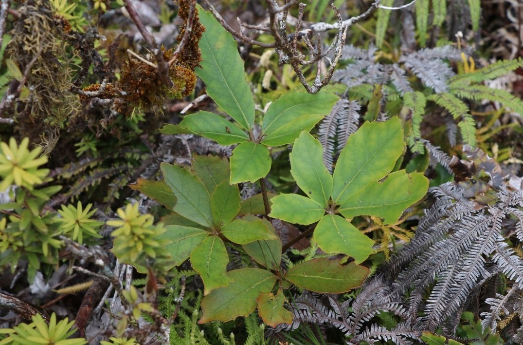 The is also a mountain five finger (Pseudopanax colensoi). It doesn't appear to have a Māori name that I can find.It is found in low alpine forest and scrub. It has thicker leaves and shorter leaflet stalks than whauwhaupaku.