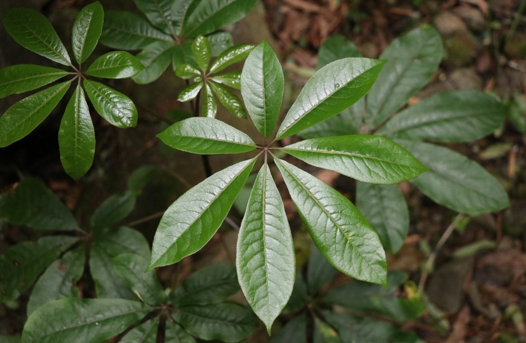 Patē/seven finger (Schefflera digitata) can also be mistaken for whauwhaupaku/five finger.It tends to be found in the understory rather than out in the open. It also has more leaflets and smooth leaf edges.