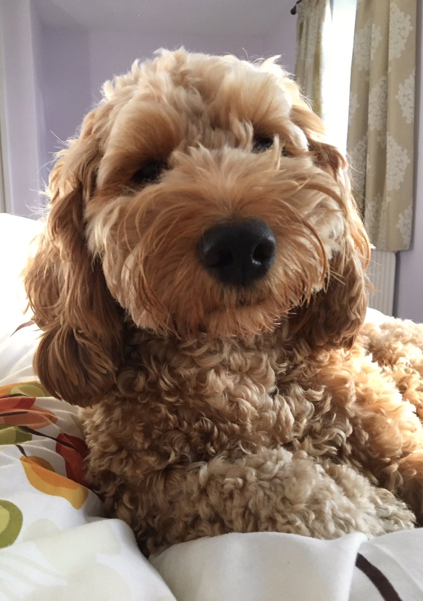 mellysjones's tweet photo. Clemmie, you really shouldn’t be on the bed... but you’re so lovely ❤️#cockerpoo #offthebed https://t.co/3dDWEcJall