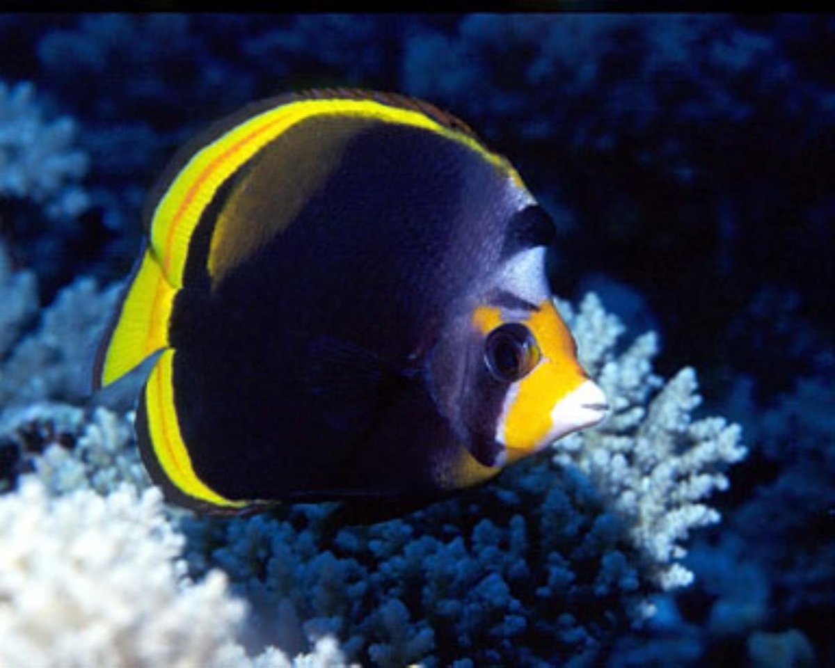  @CaryVabreeze Black butterfly fish
