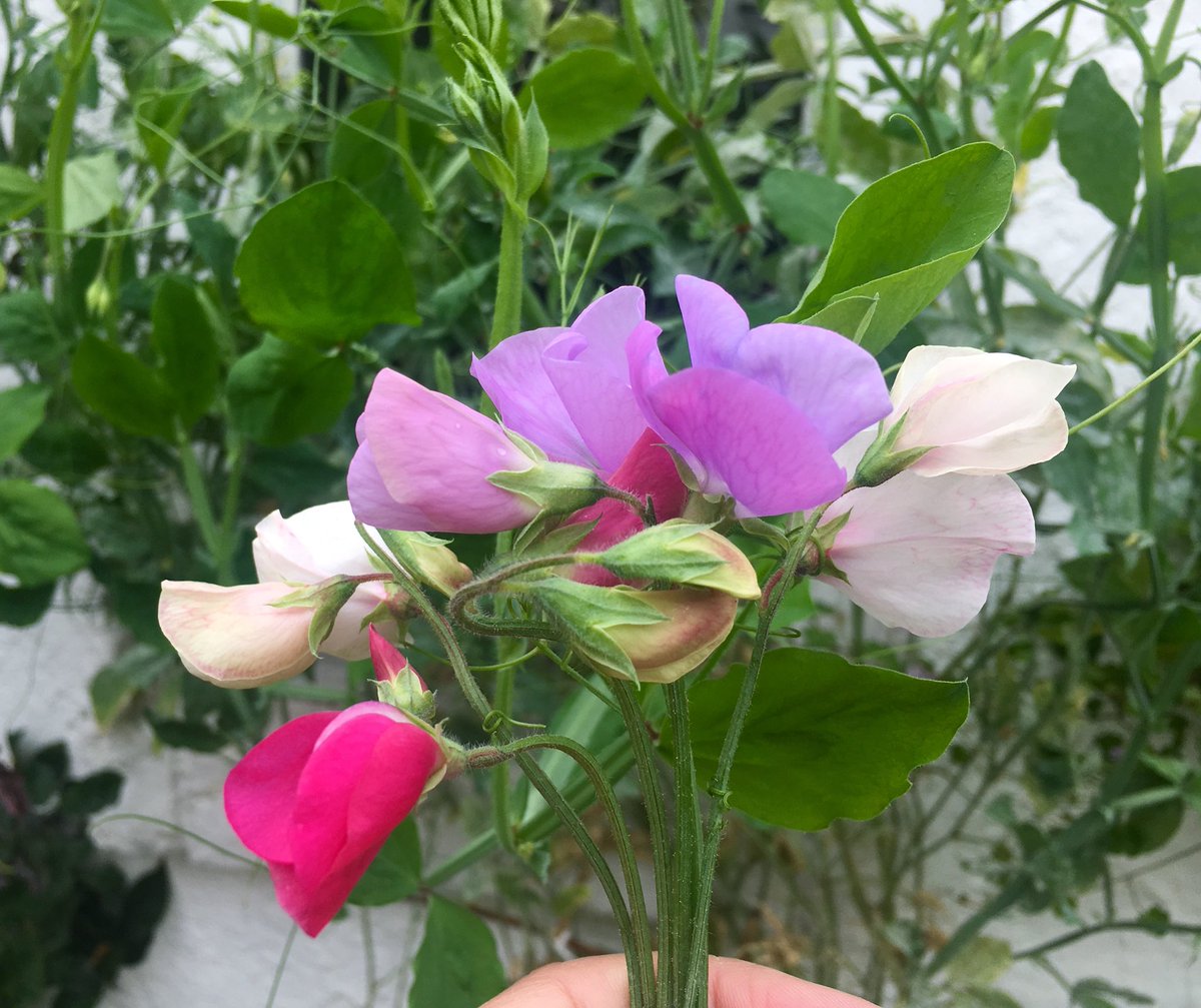 A few months ago, I sowed some sweet peas in the hope that maybe a few would grow. I can’t believe that they’re still flowering as we head into October! As a newbie gardener, it’s been *so* rewarding growing flowers, alongside vegetables. Definitely doing this again next year. 