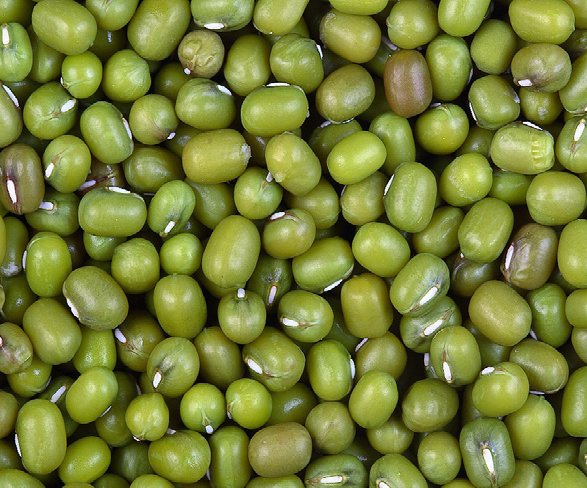 nafedindia's tweet photo. Ministry of Agriculture &amp; Farmers Welfare GOI has sanctioned procurement of Moong under Price Support Scheme in Haryana for Kharif 2020-21w.e.f 01/10/20 NAFED is making arrangements to start procurement operations. Farmers are requested to register themselves.@AgriGoI #JaiKisan https://t.co/Yx8Z5Qzi7t