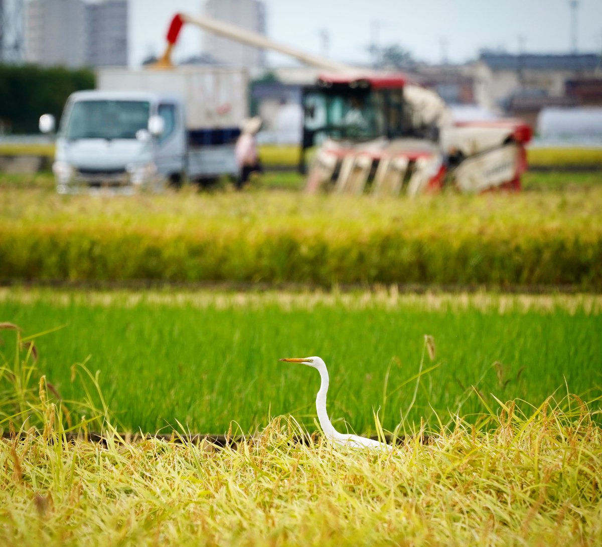 花井亨toru Hanai 実はシラサギと言う名の鳥はいません これはダイサギかな 新潟散歩 収穫の秋 ダイサギ お米県 田んぼの白い鳥 Hana散歩 Toruhanai Egret Niigatatrip Riceharvest Ricefieldinniigata 写真好きな人と繋がり