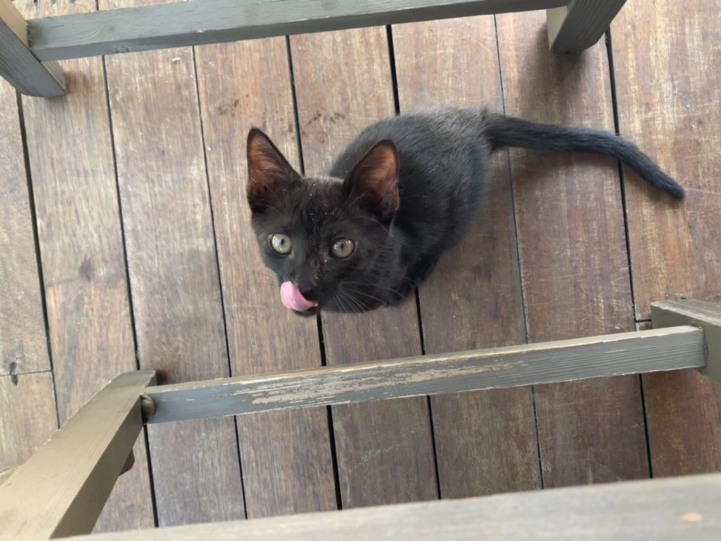 ShellOConnor88's tweet image. Happy #Caturday - this little one joined me for lunch 😻😻 #RixosMoments #RixosPremiumGocek