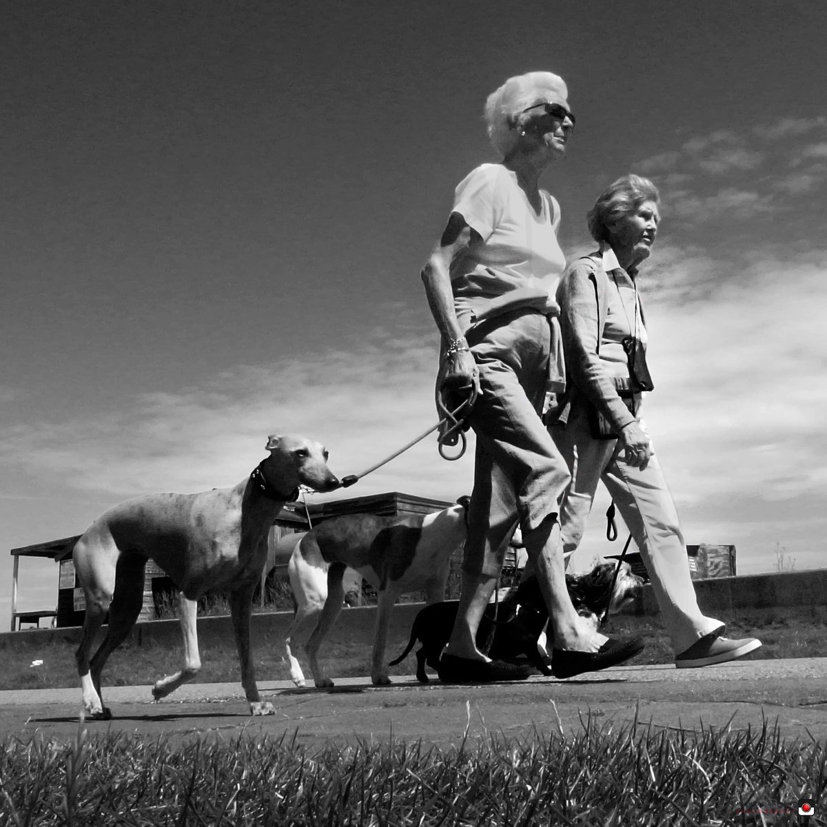 MichaelBannon's tweet photo. Aldeburgh Promemade
#streetphotography #streetphoto #ricoh #blackandwhitephotography #greyhound #promenade https://t.co/I3JwkA53tg